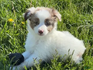 Mixed Breed dogs for sale: Mixed Breed Puppy 2 - Ad 4