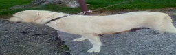 Labrador Retriever dogs for sale: Tulip - Ad 7