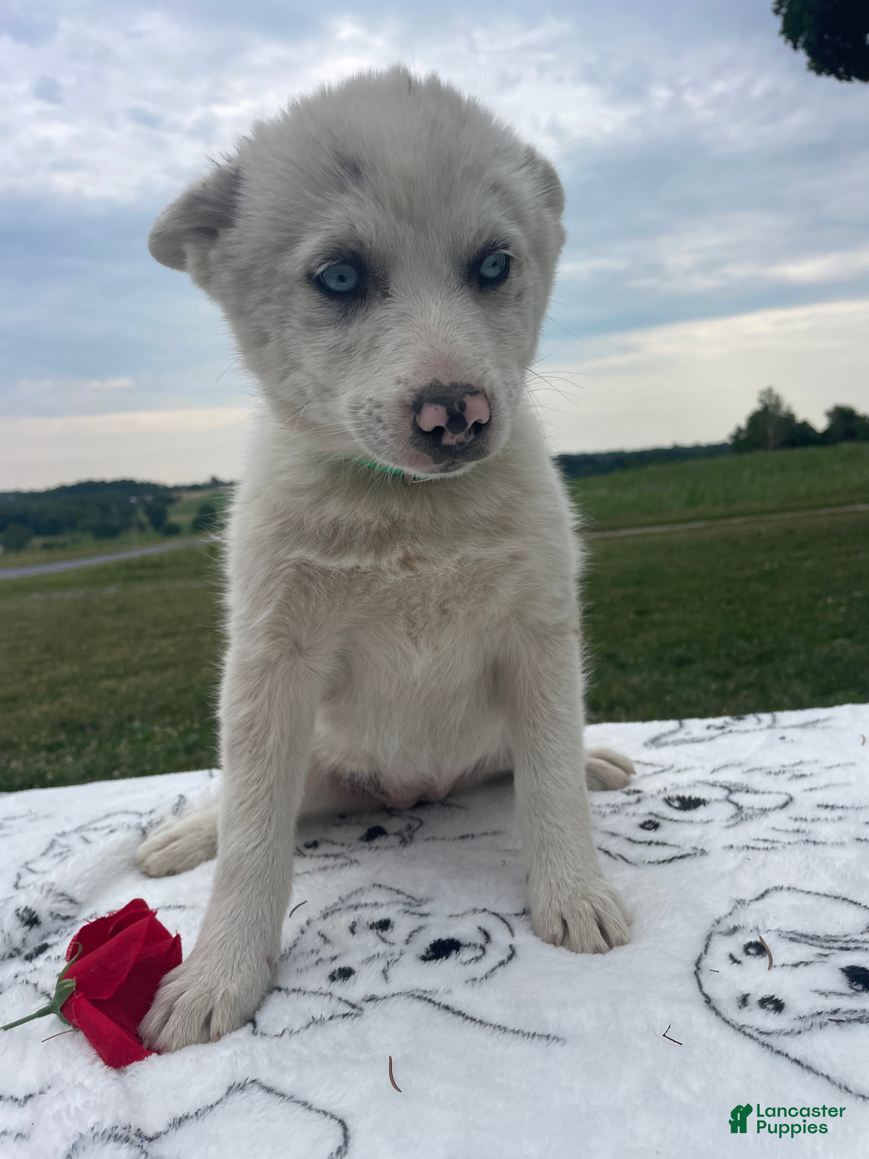 Pomsky dogs Trudy - Ad 28