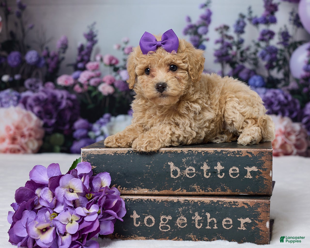 Bichpoo dogs Della - Ad 1