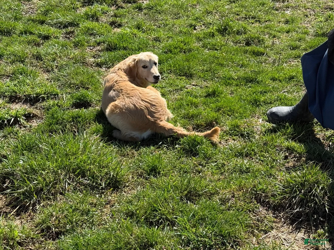 Golden Retriever dogs for sale: Janelle  - Ad 6