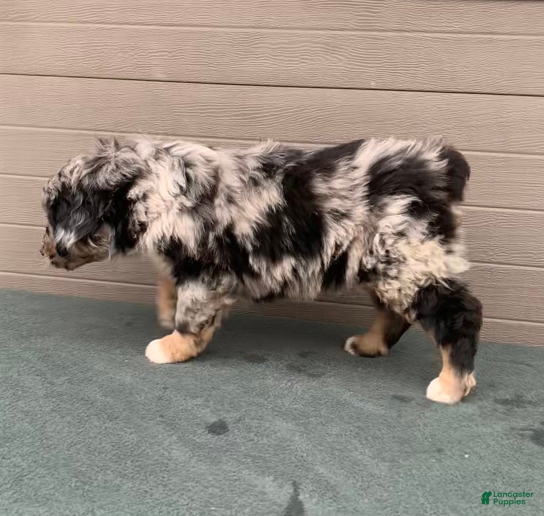 Aussiedoodle dogs for sale: Bella - Ad 6