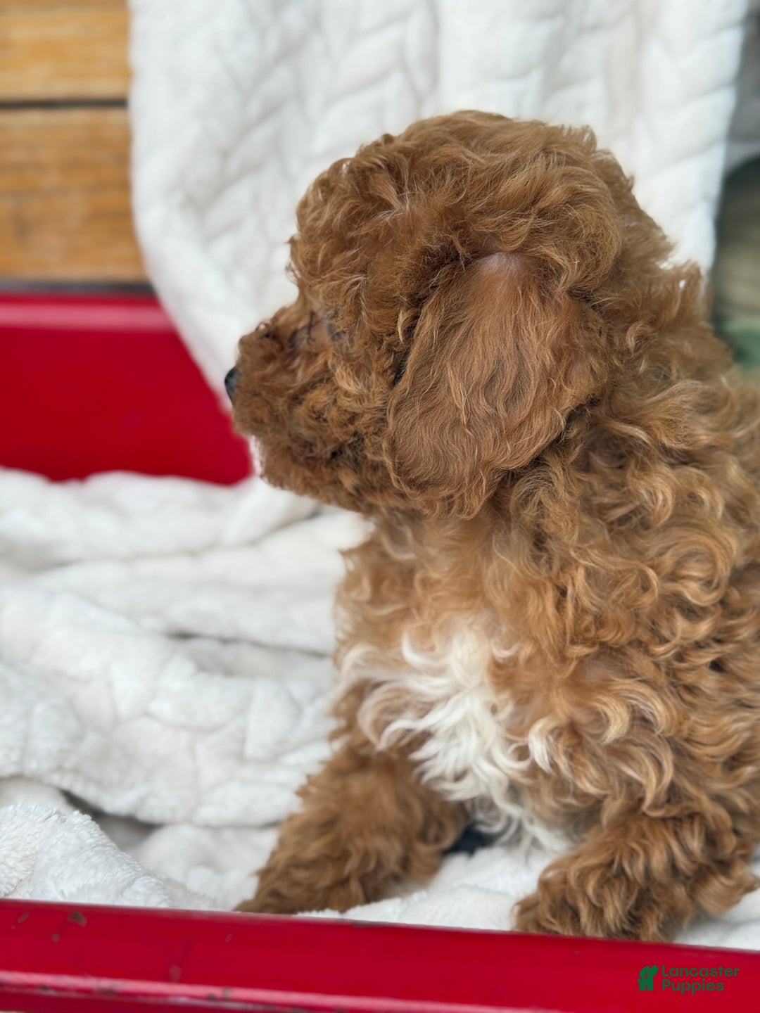 Toy Poodle dogs for sale: Kira - Ad 31