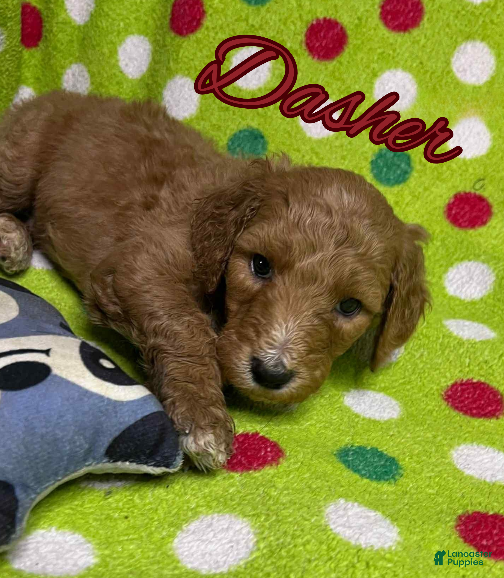 Goldendoodle dogs Dasher - Ad 13