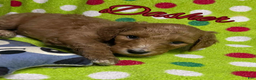 Goldendoodle dogs for sale: Dasher - Ad 1