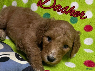 Goldendoodle dogs Dasher - Ad 35
