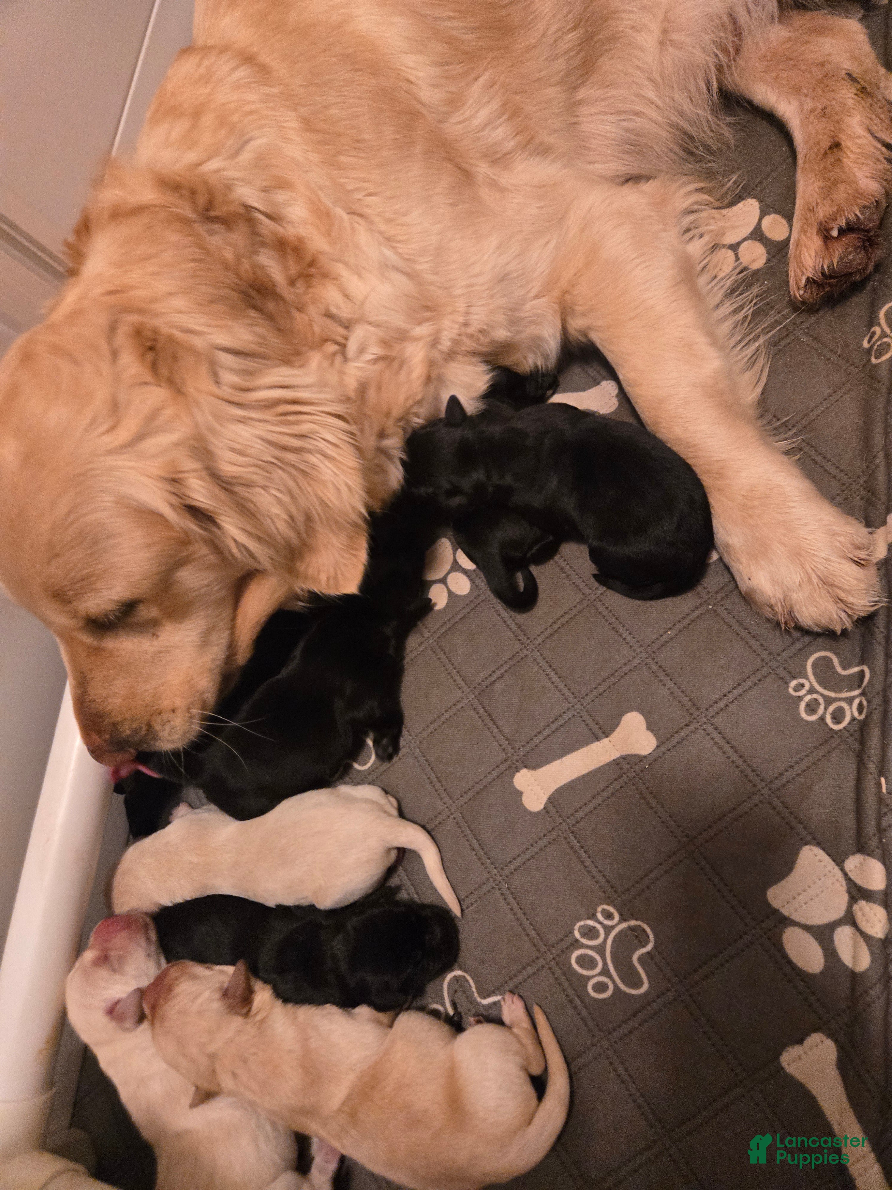 Goldador dogs Black male # 4 - Ad 24