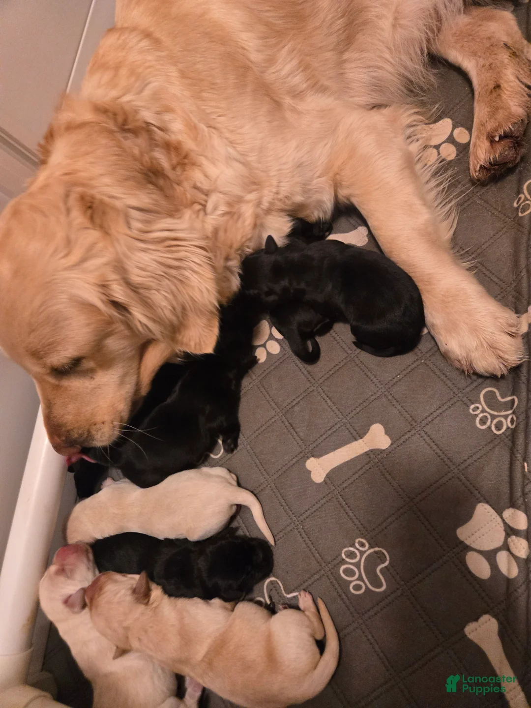 Goldador dogs for sale: Black male # 4 - Ad 1