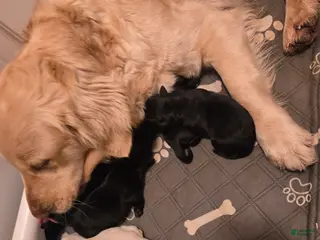 Goldador dogs Black male # 4 - Ad 24