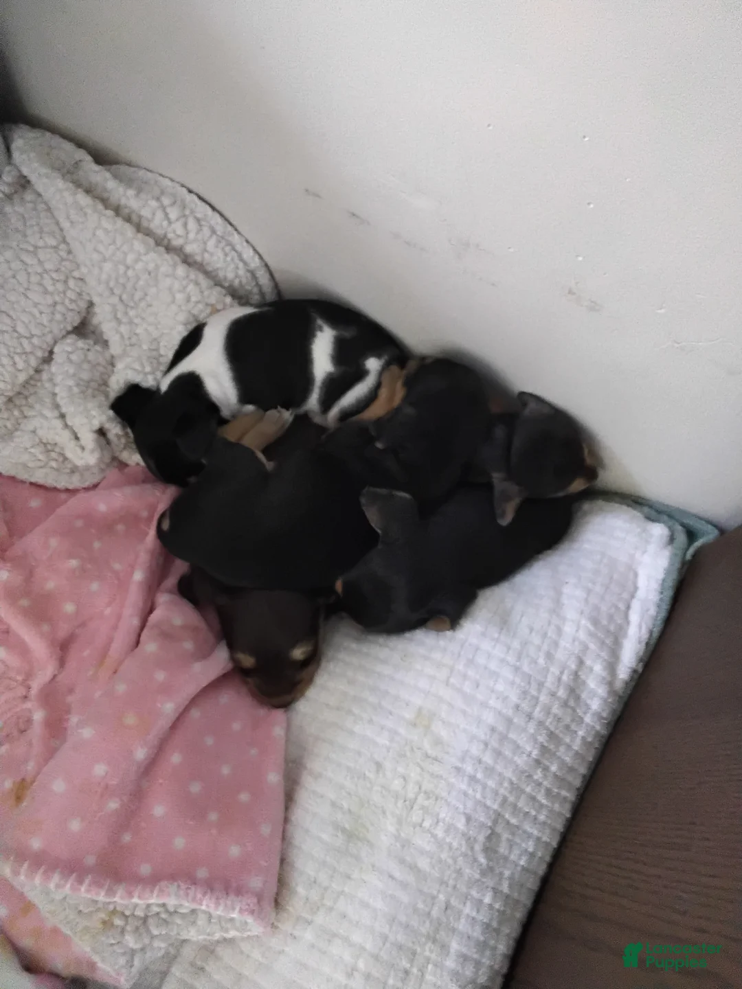 Mixed Breed dogs for sale: ChiChi - Ad 12