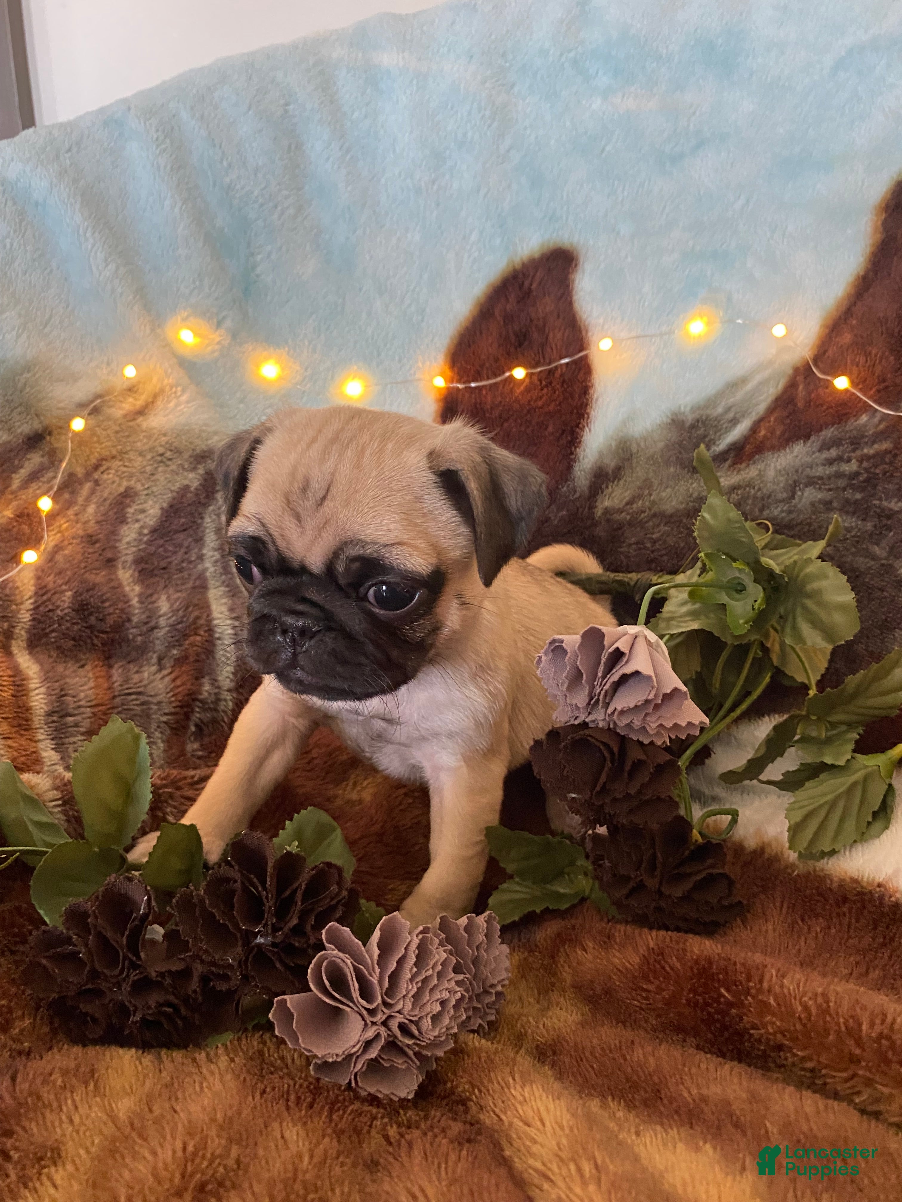 Pug dogs Pug Puppy 1 - Ad 42