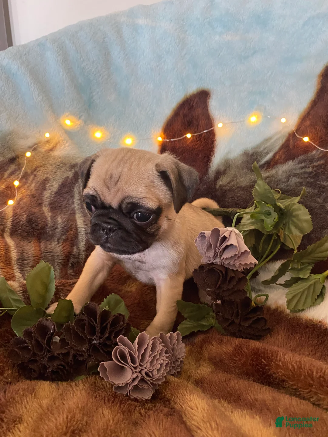 Pug dogs for sale: Pug Puppy 1 - Ad 1