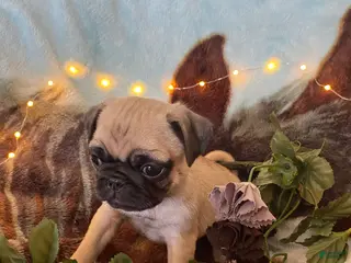 Pug dogs Pug Puppy 1 - Ad 42