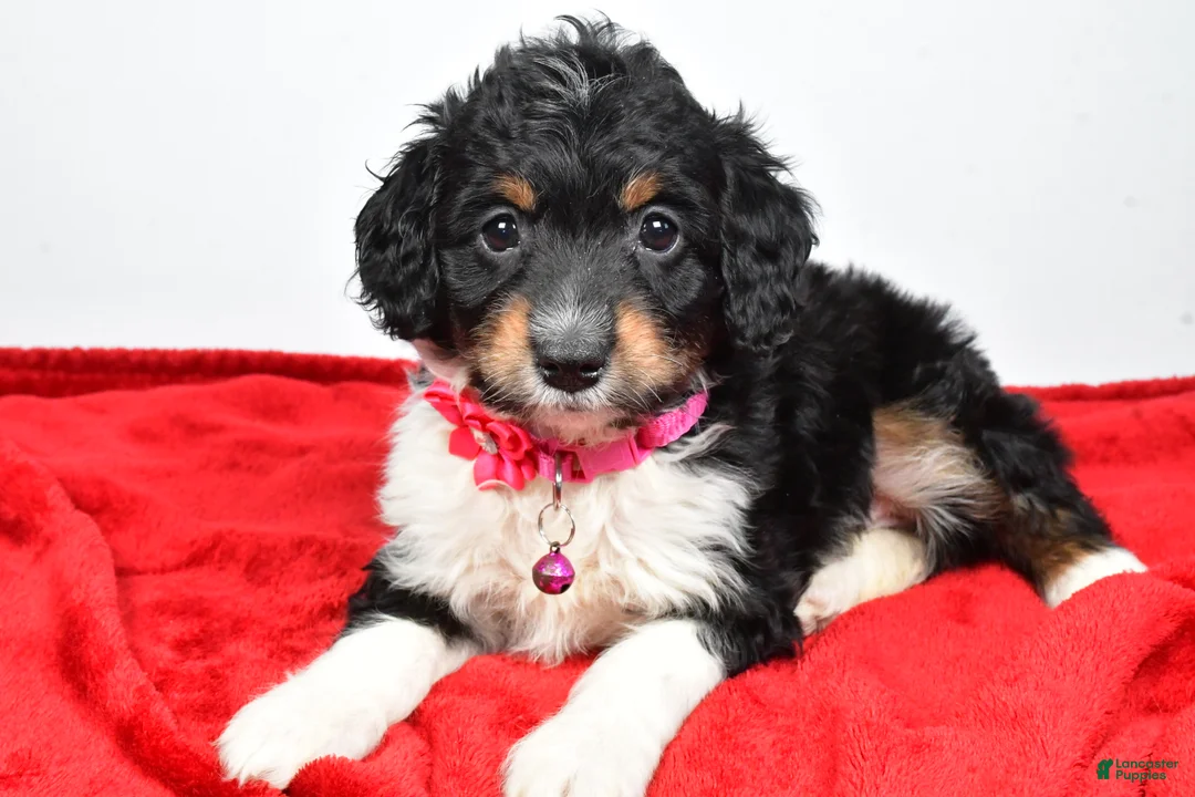 Mini Aussiedoodle dogs for sale: Giggles  - Ad 9