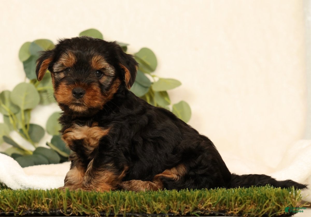 Yorkshire Terrier dogs Bo - Ad 2