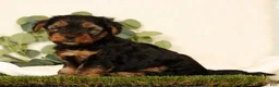 Yorkshire Terrier dogs for sale: Bo - Ad 2