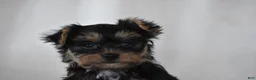 Yorkshire Terrier dogs for sale: Zane - Ad 5