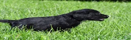 Labradoodle dogs for sale: Jackson - Ad 7