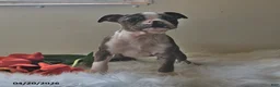 Boston Terrier dogs for sale: Brooklyn - Ad 1