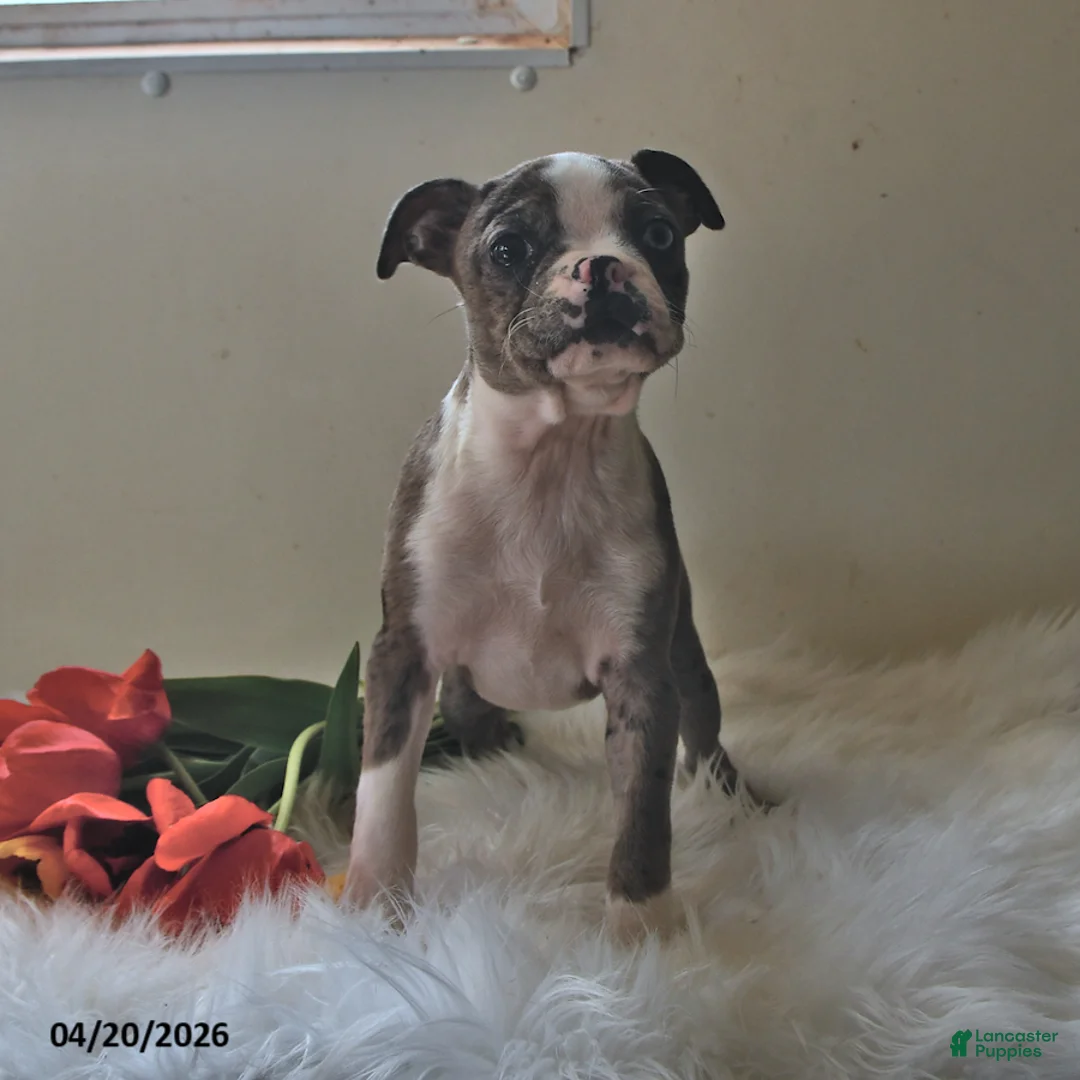 Boston Terrier dogs for sale: Brooklyn - Ad 1