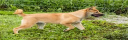 Shiba Inu dogs for sale: Jake - Ad 4
