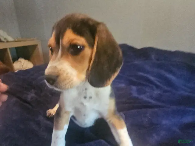 Beagle dogs Beagle 1 - Ad 2