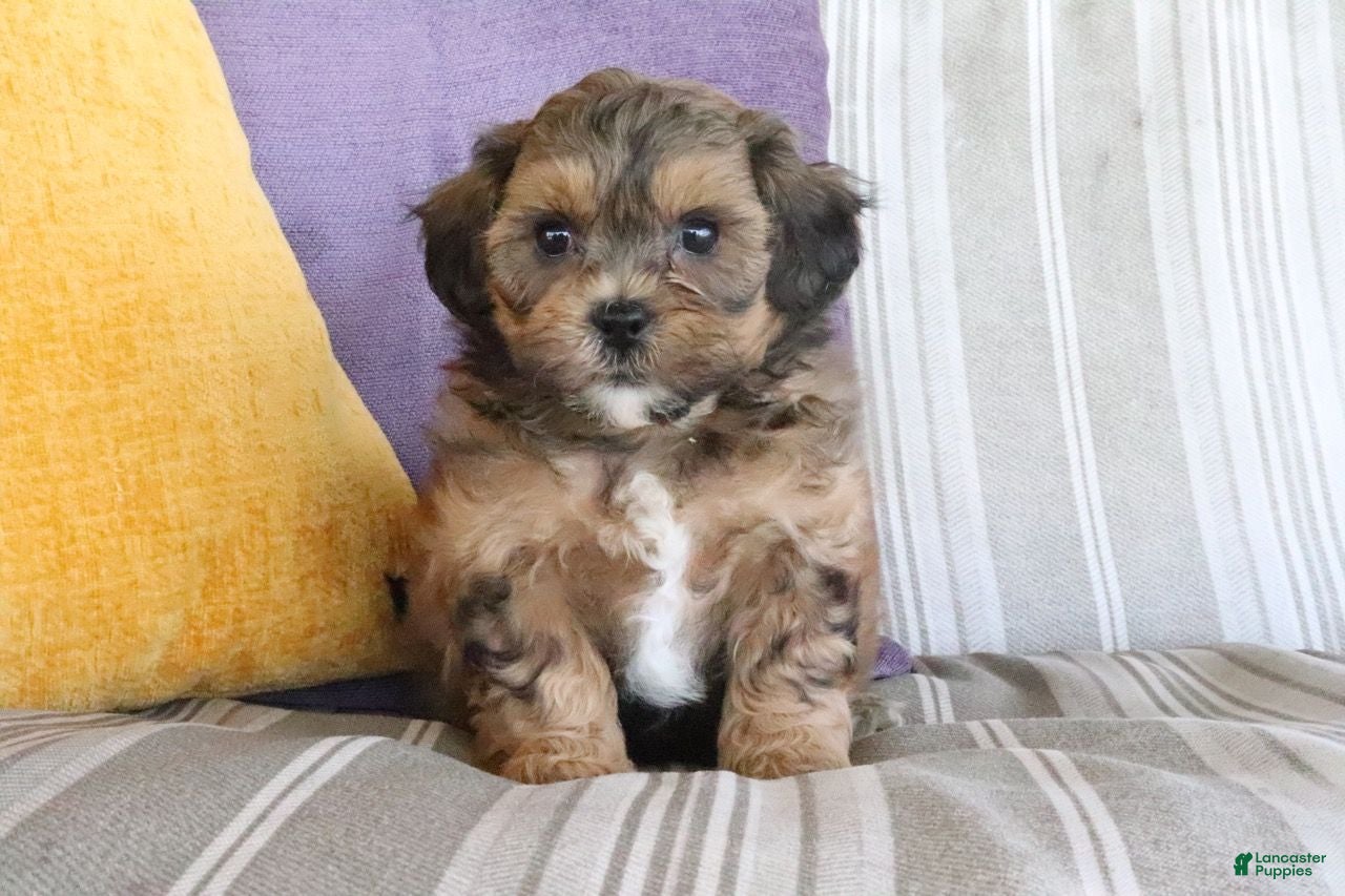 Shihpoo dogs Sammy - Ad 1