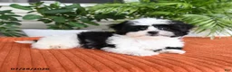 Malshi dogs for sale: Heather - Ad 3