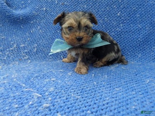 Yorkshire Terrier dogs - Ad 10
