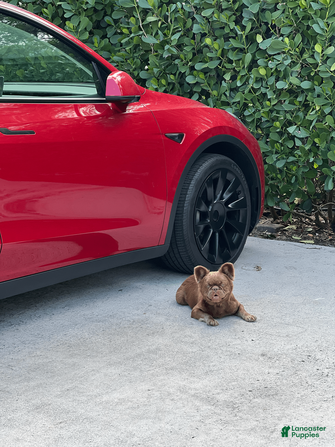 French Bulldog dogs for sale: FATBOY - Ad 3