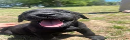 Labrador Retriever dogs for sale: Labrador Retriever Puppy 3 - Ad 1