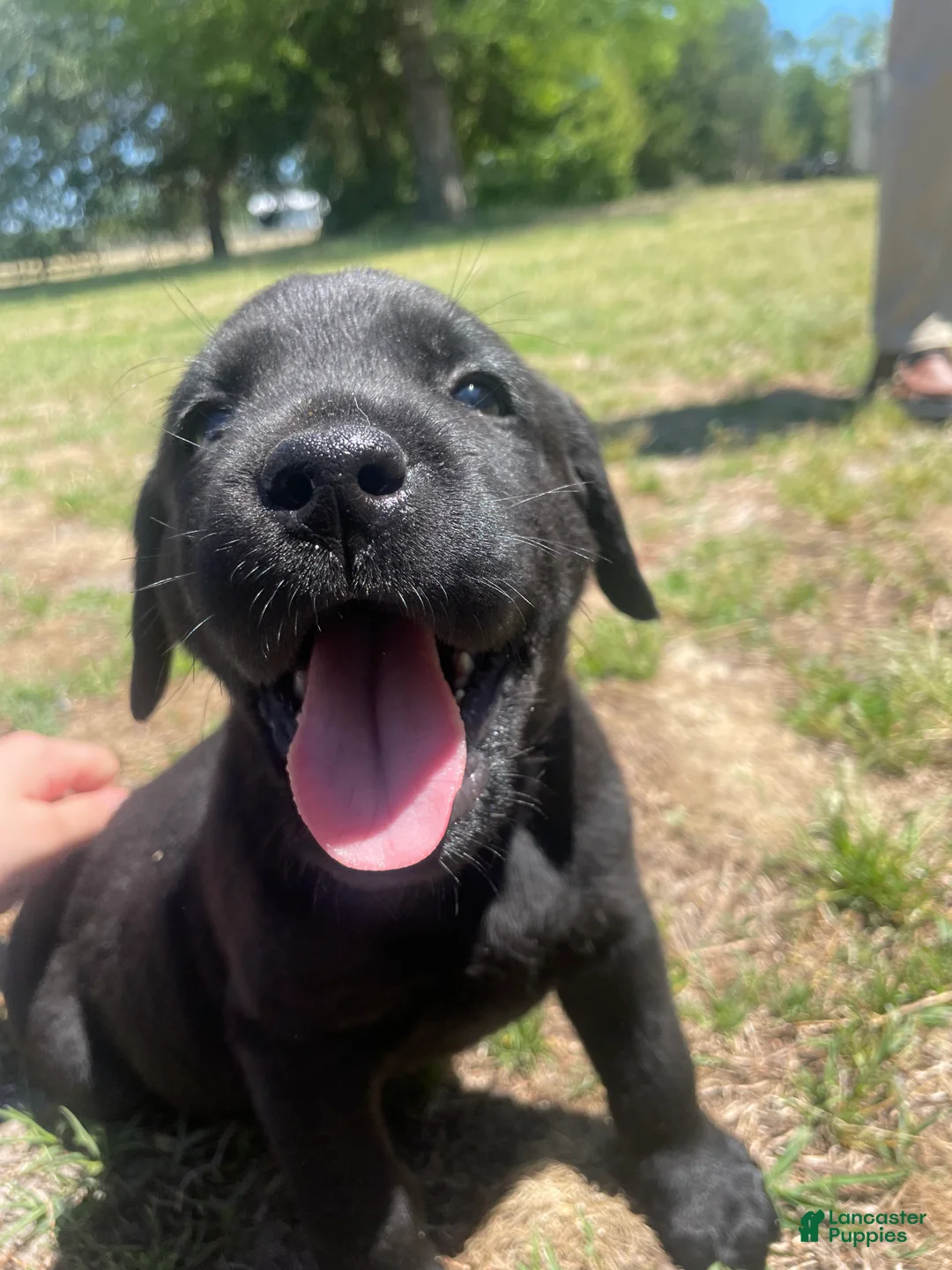 Labrador Retriever dogs for sale: Labrador Retriever Puppy 3 - Ad 1