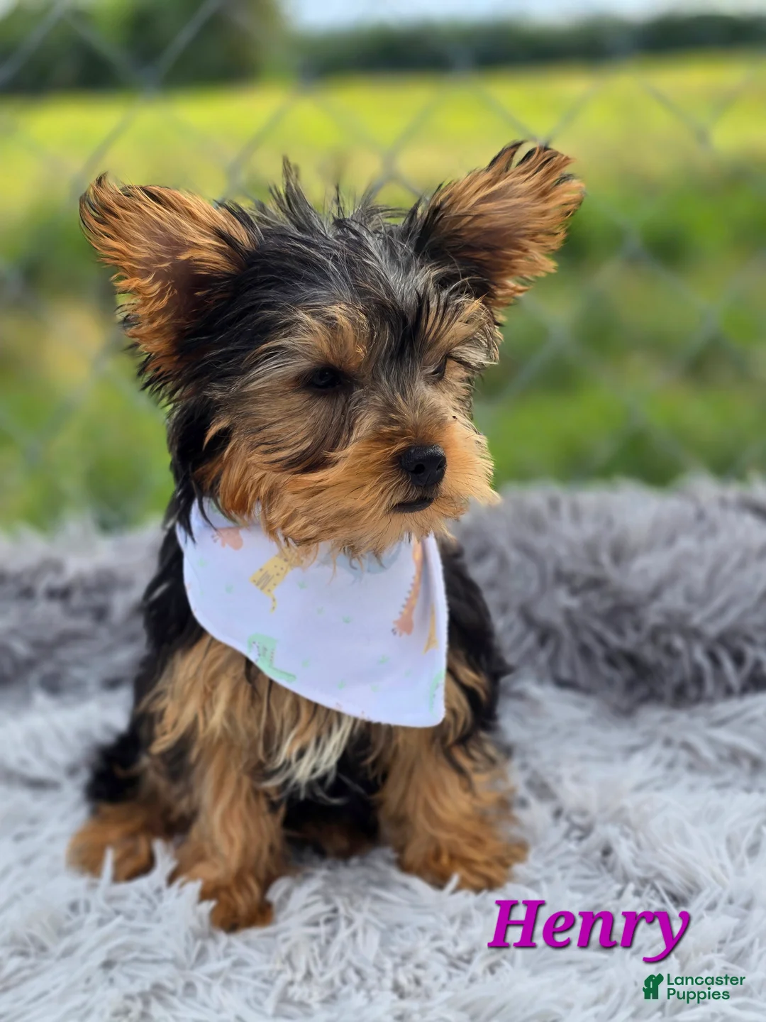 Yorkshire Terrier dogs for sale: Henry - Ad 3