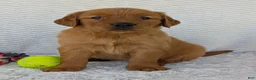 Golden Retriever dogs for sale: Miss Rosie  - Ad 14