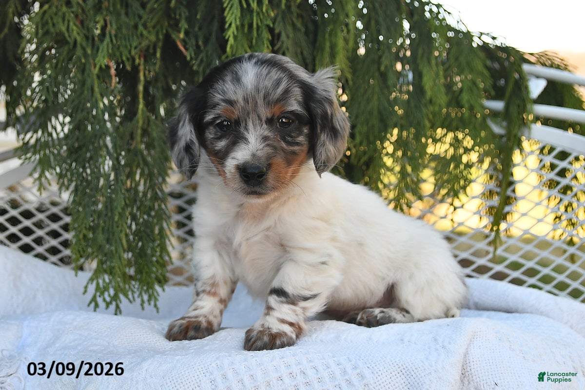 Miniature Dachshund dogs Jasper - Ad 1