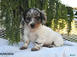 Miniature Dachshund dogs for sale: Jasper - Ad 3