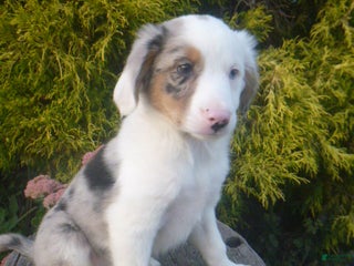 Miniature Australian Shepherd dogs - Ad 36