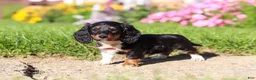 Dachshund dogs for sale: Poppy - Ad 4