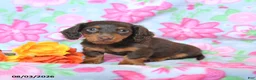 Dachshund dogs for sale: Charlie - Ad 2