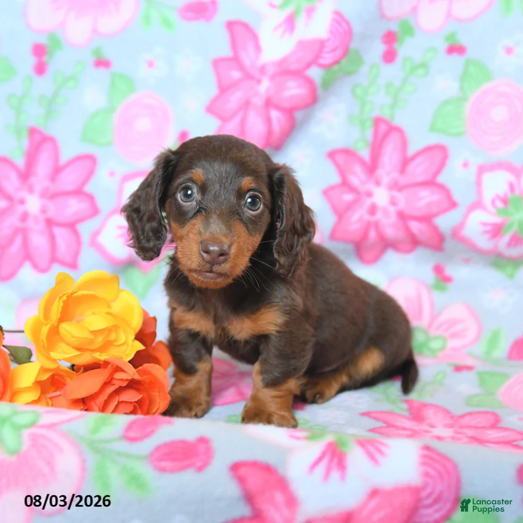 Dachshund dogs for sale: Charlie - Ad 2