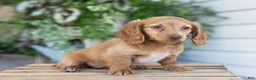 Dachshund dogs for sale: Winnie - Ad 15