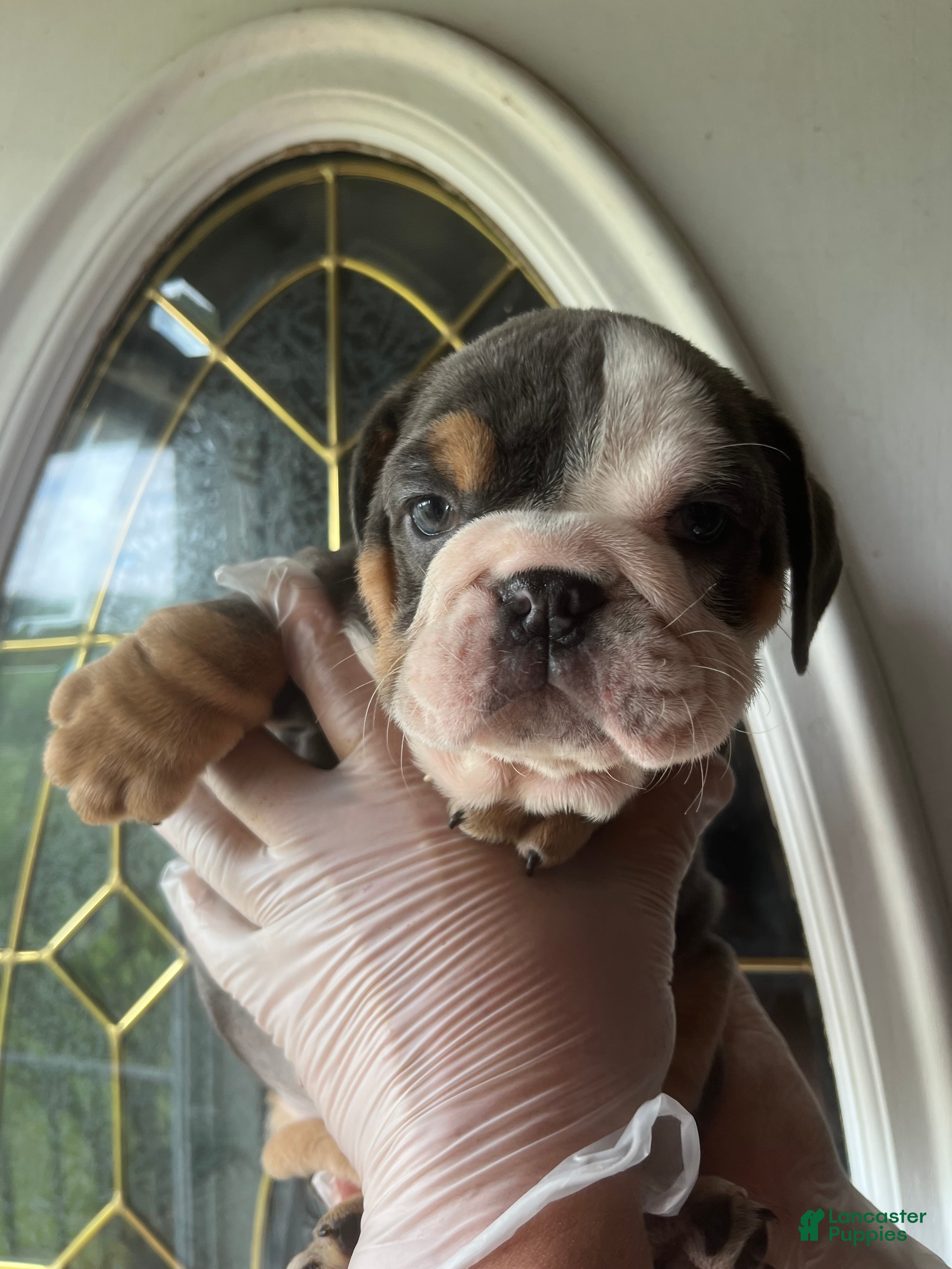 English Bulldog dogs for sale: English Bulldog Puppy 4 - Ad 4