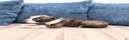 Boston Terrier dogs for sale: Finn - Ad 5