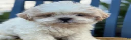Shih Tzu dogs for sale: Henley - Ad 8