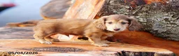 Miniature Dachshund dogs for sale: Dunkin - Ad 3