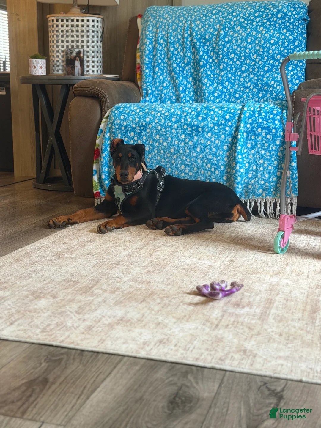 Doberman Pinscher dogs for sale:  Puppy 1 - Ad 2