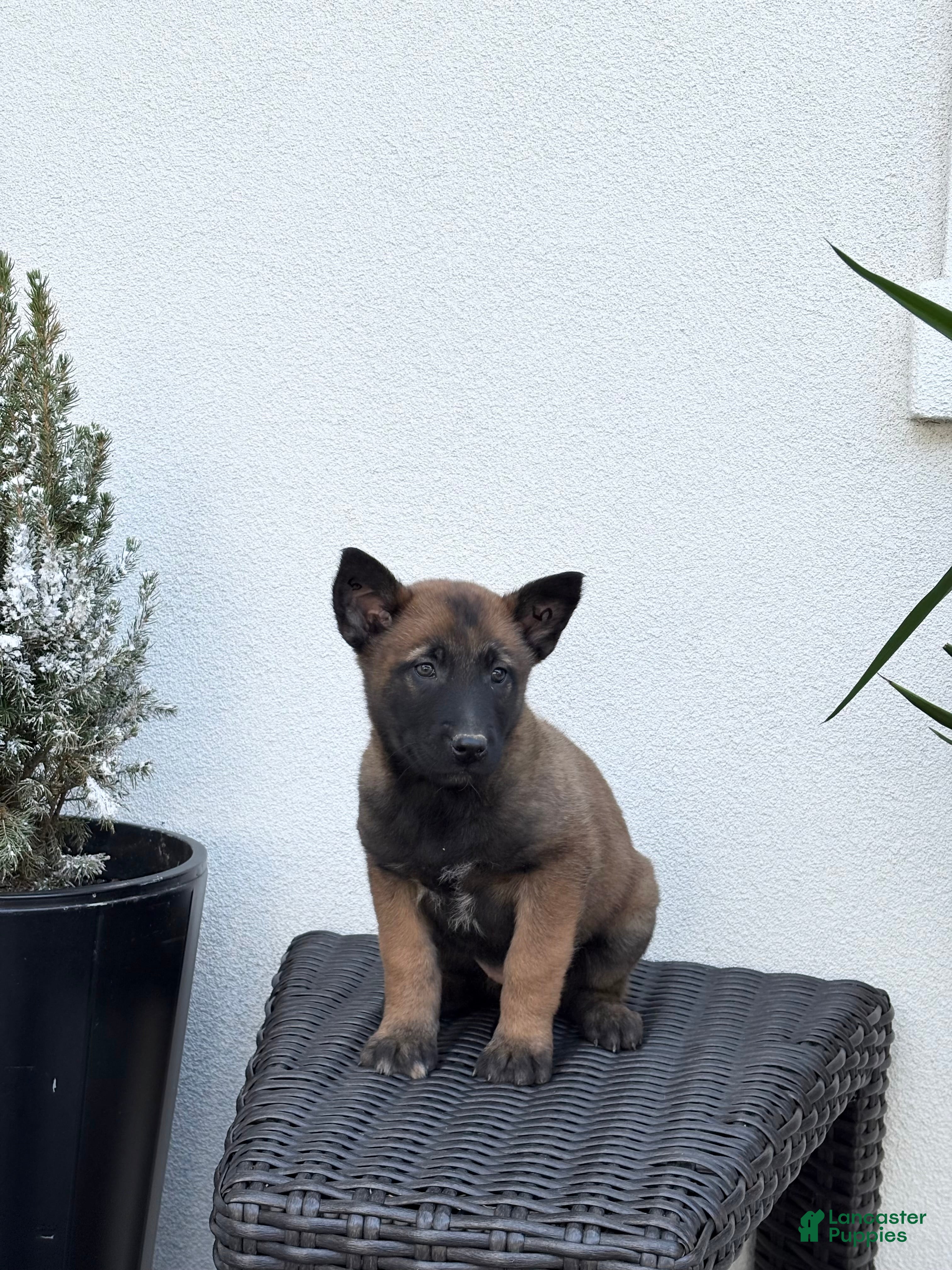 Belgian Malinois dogs Belgian Malinois Puppy (Maple) - Ad 2