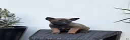 Belgian Malinois dogs for sale: Belgian Malinois Puppy (Maple) - Ad 2