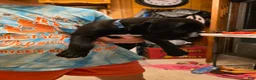 Boxer dogs for sale: Kodiak - Ad 6