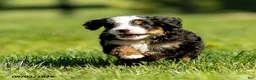 Mini Bernedoodle dogs for sale: George - Ad 3
